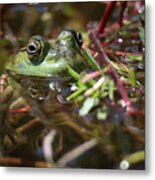 Bullfrog In Lillys Metal Print