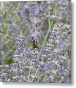 Bumble Bee In The Lavender Metal Print