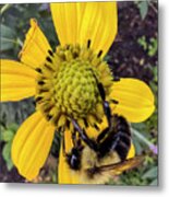 Bumble Bee On Yellow Flower Metal Print