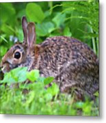 Bunny Profile Metal Print