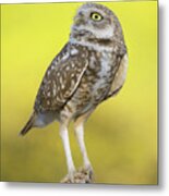 Burrowing Owl. Metal Print