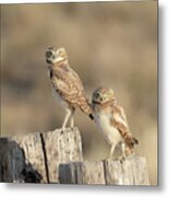Burrowing Owls In Northern Utah Metal Print