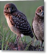 Burrowing Owl Photo #3 Metal Print