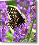 Butterfly - American Swallowtail On Kit Cat Flowers Metal Print