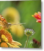 Butterfly And Flower Metal Print