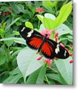 Butterfly At Rest Metal Print