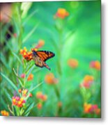 Butterfly Garden Metal Print