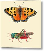 Butterfly Grasshopper Drawing Metal Print