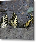 Butterfly Nation Swallowtail Butterflies Ii Metal Print