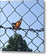 Butterfly On A Fence Kn16 Metal Print