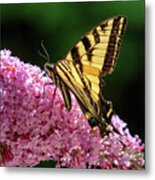 Butterfly On Buddleia Metal Print