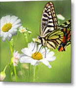 Butterfly On Daisy Metal Print