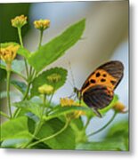 Butterfly On Lantana Metal Print