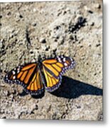 Butterfly On The Sand Metal Print