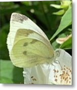 Butterfly White Series Metal Print