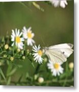 Cabbage Butterfly On Wildflowers Metal Print