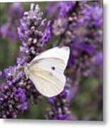 Cabbage White Butterfly On Lavender Metal Print