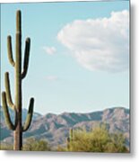 Cacti Cactus Collection - Saguaro Tucson Metal Print