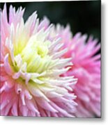 Cactus Dahlia Metal Print