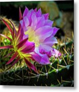 Cactus Flower Metal Print