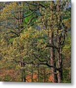 Cades Cove, Great Smoky Mountains National Park, Tennessee Metal Print