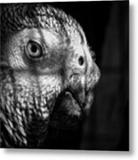 Caged Parrot Metal Print