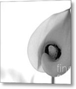 Cala Lily Metal Print