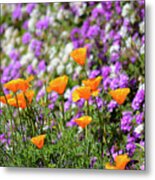 California Poppies And Latana Blossoms Metal Print