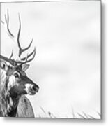California Tule Elk Bull Metal Print