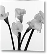 Calla Lillies X 5 Black And White Metal Print