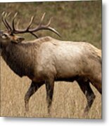 Calling In The Rut Metal Print