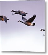 Canada Geese In Flight Metal Print