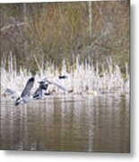 Canada Geese Metal Print