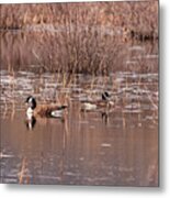 Canadian Geese On A Pond 2 Metal Print
