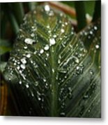 Canna Lily Water Beads Metal Print