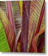 Cannas Curles And Rolls Metal Print