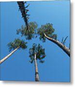 Canopies And Stems Of Four High Conifers Growing Close Together To The Blue Sky Metal Print