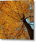 Canopy Of Color Metal Print