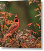 Cardinal Metal Print