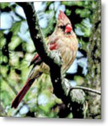 Cardinal Metal Print