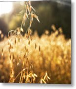 Caressed By The Autumn Sun Metal Print