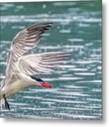 Caspian Tern Metal Print