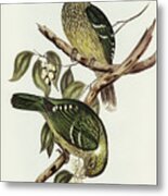 Cat Bird, Ptilonorhynchus Smithii Metal Print