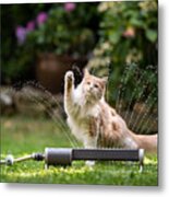 Cat Garden Lawn Sprinkler Metal Print