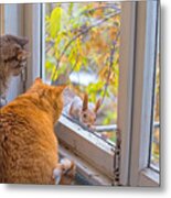 Cats Watch A Squirrel. Two Funny Fat Cats Looks Squirrel Through The Window Metal Print