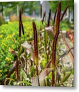 Cattails Metal Print