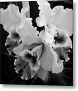 Cattleya Orchid In Black And White Metal Print