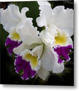 Cattleya Orchid In White Yellow And Violet Metal Print