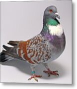 Cauchois Pigeon Metal Print