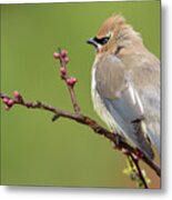 Cedar Waxwing Perched On A Twig With Flower Buds Metal Print